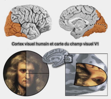 Tonotopie du cortex visuel primaire (V1)